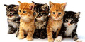  Сайт мир кошек, здесь вы можете найти информацию по уходу за домашними любимцами.